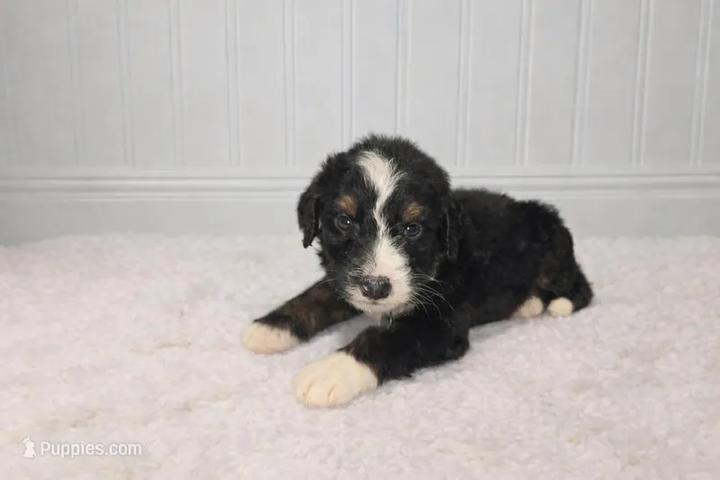Chase – Bernedoodle puppy for sale in Longview, TX