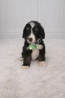 Chase, a male Bernedoodle for sale in Longview, TX – Photo 2 of 3