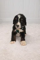Chase, a male Bernedoodle for sale in Longview, TX – Photo 3 of 3