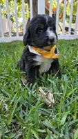 Cooper, a male Bernedoodle for sale in Longview, TX – 3 of 3