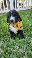 Cooper, a male Bernedoodle for sale in Longview, TX – 2 of 3