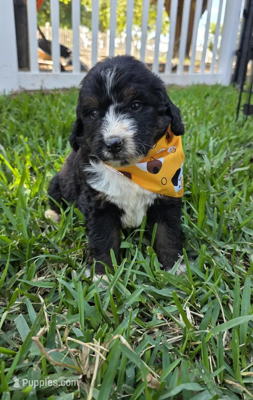 Cooper – Bernedoodle puppy for sale in Longview, TX