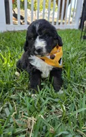 Cooper, a male Bernedoodle for sale in Longview, TX – 1 of 3