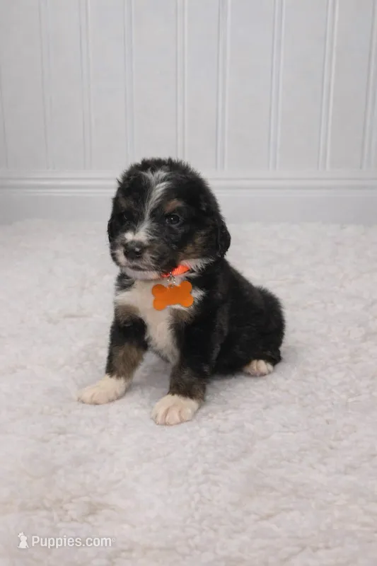 Max – Bernedoodle puppy for sale in Longview, TX