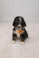 Max, a male Bernedoodle for sale in Longview, TX – Photo 2 of 3