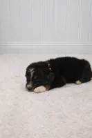 Max, a male Bernedoodle for sale in Longview, TX – Photo 3 of 3