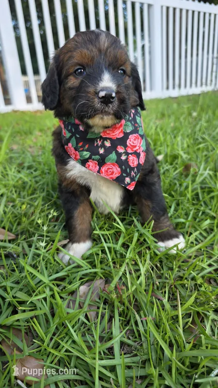 Rosie – Bernedoodle puppy for sale in Longview, TX
