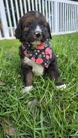 Rosie, a female Bernedoodle for sale in Longview, TX – 1 of 8