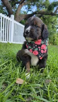 Rosie, a female Bernedoodle for sale in Longview, TX – 3 of 8