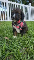 Rosie, a female Bernedoodle for sale in Longview, TX – 5 of 8
