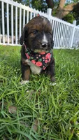 Rosie, a female Bernedoodle for sale in Longview, TX – 4 of 8