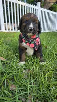 Rosie, a female Bernedoodle for sale in Longview, TX – 8 of 8