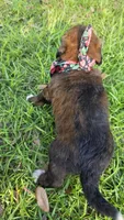 Rosie, a female Bernedoodle for sale in Longview, TX – 6 of 8