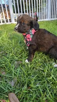Rosie, a female Bernedoodle for sale in Longview, TX – 2 of 8
