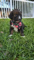 Rosie, a female Bernedoodle for sale in Longview, TX – 7 of 8