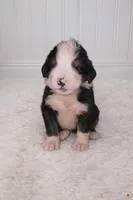 Oswald , a male Bernese Mountain Dog for sale in Longview, TX – Photo 2 of 3