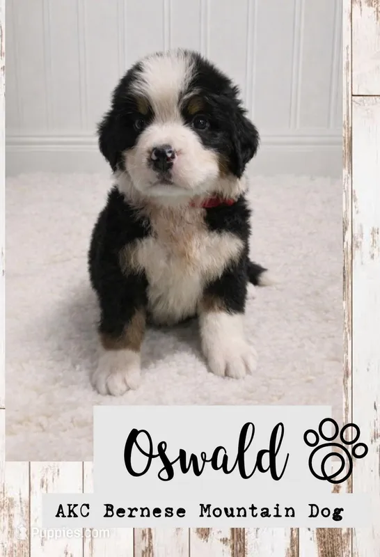 Oswald  – Bernese Mountain Dog puppy for sale in Longview, TX