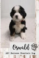 Oswald , a male Bernese Mountain Dog for sale in Longview, TX – 1 of 4
