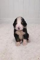 Oswald , a male Bernese Mountain Dog for sale in Longview, TX – Photo 1 of 3