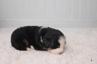 Oswald , a male Bernese Mountain Dog for sale in Longview, TX – Photo 3 of 3