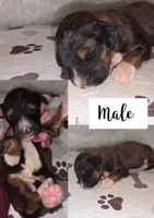 Louie, a female Bernedoodle for sale in Longview, TX – Photo 4 of 5