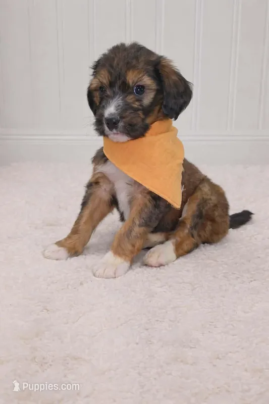 Louie – Bernedoodle puppy for sale in Longview, TX