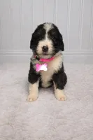 Piper, a female Bernedoodle for sale in Longview, TX – Photo 3 of 3