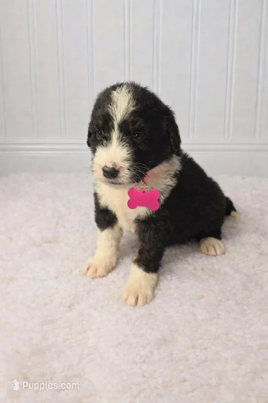 Piper – Bernedoodle puppy for sale in Longview, TX