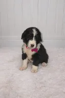 Piper, a female Bernedoodle for sale in Longview, TX – Photo 2 of 3