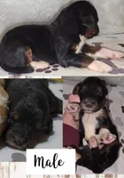 Royce, a female Bernedoodle for sale in Longview, TX – Photo 5 of 6