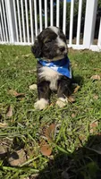 Louie, a male Bernedoodle for sale in Longview, TX – 5 of 7