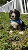 Louie, a male Bernedoodle for sale in Longview, TX – 3 of 7