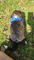 Louie, a male Bernedoodle for sale in Longview, TX – 4 of 7