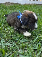 Louie, a male Bernedoodle for sale in Longview, TX – 6 of 7