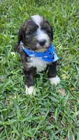 Louie, a male Bernedoodle for sale in Longview, TX – 7 of 7