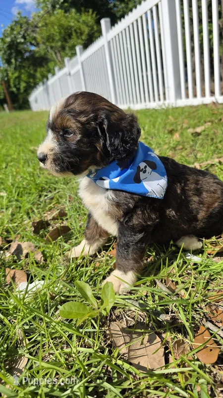 Louie – Bernedoodle puppy for sale in Longview, TX