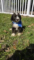 Louie, a male Bernedoodle for sale in Longview, TX – 2 of 7