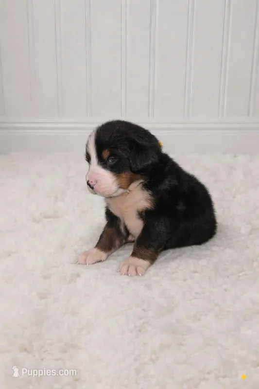 Harlow – Bernese Mountain Dog puppy for sale in Longview, TX
