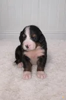 Harlow, a female Bernese Mountain Dog for sale in Longview, TX – Photo 2 of 3