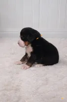 Harlow, a female Bernese Mountain Dog for sale in Longview, TX – Photo 3 of 3