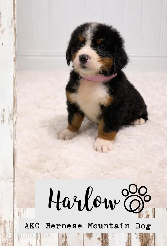 Harlow – Bernese Mountain Dog puppy for sale in Longview, TX