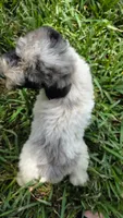 Cooper, a male Sheepadoodle for sale in Longview, TX – 2 of 4