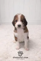 Sarge , a male Bernedoodle for sale in Longview, TX – Photo 3 of 5