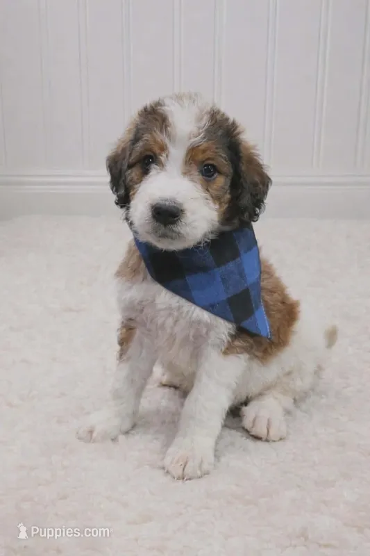 Sarge  – Bernedoodle puppy for sale in Longview, TX