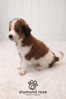 Sarge , a male Bernedoodle for sale in Longview, TX – Photo 4 of 5