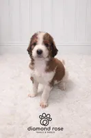 Sarge , a male Bernedoodle for sale in Longview, TX – Photo 2 of 5