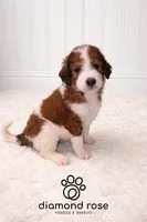 Sarge , a male Bernedoodle for sale in Longview, TX – Photo 1 of 5