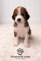 Sarge , a male Bernedoodle for sale in Longview, TX – Photo 5 of 5