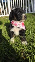 Bella, a female Bernedoodle for sale in Longview, TX – 2 of 5