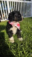 Bella, a female Bernedoodle for sale in Longview, TX – 4 of 5